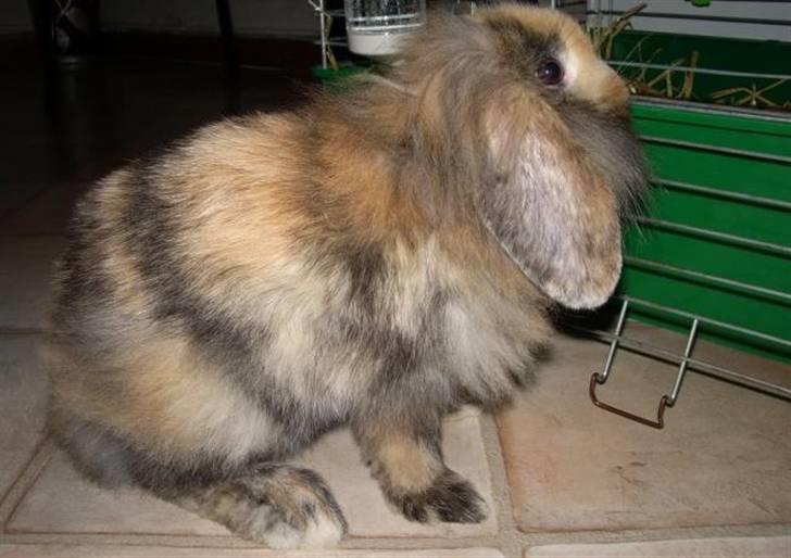 Kanin Molly / Løvevædder billede 4