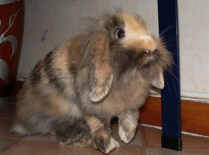 Kanin Molly / Løvevædder billede 5