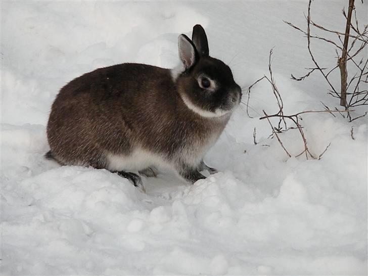 Kanin Mifi billede 7