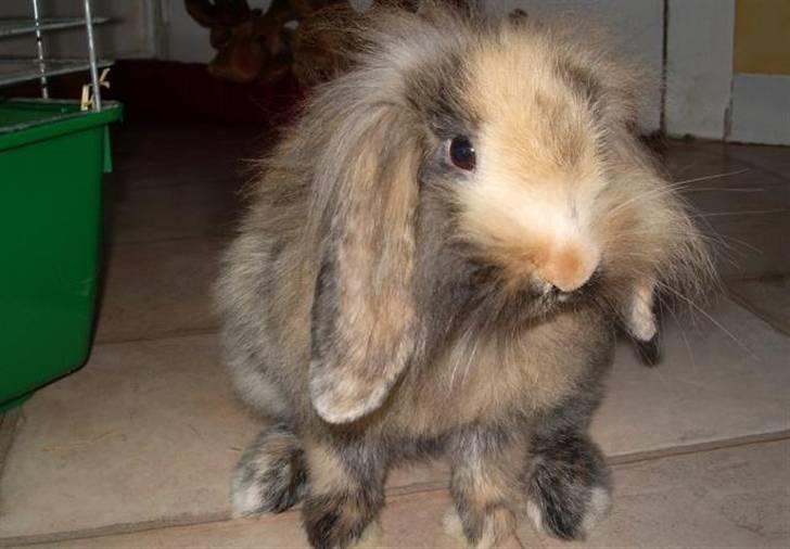 Kanin Molly / Løvevædder billede 6