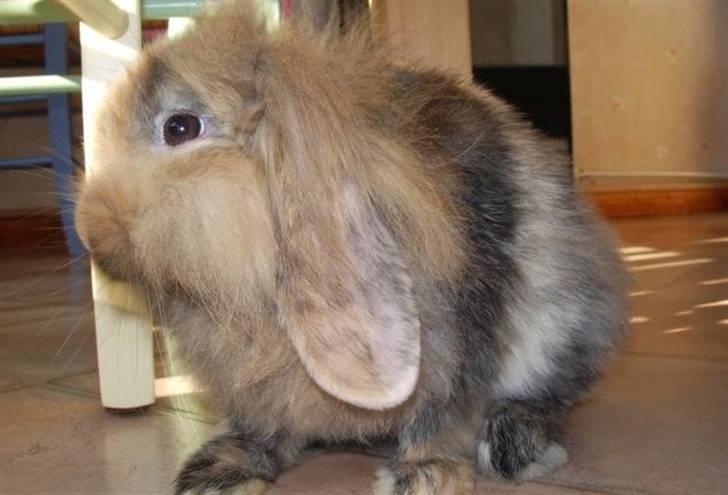 Kanin Molly / Løvevædder billede 7