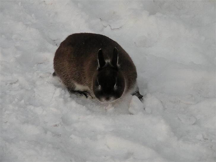 Kanin Mifi billede 8