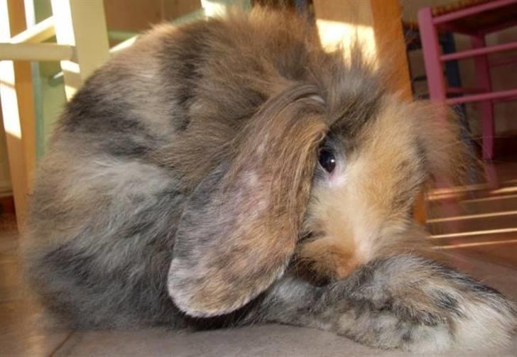 Kanin Molly / Løvevædder billede 8