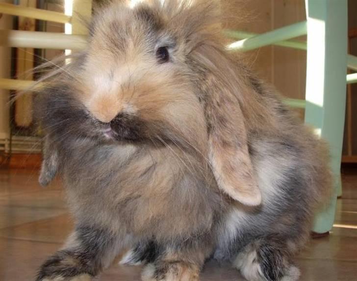 Kanin Molly / Løvevædder billede 9