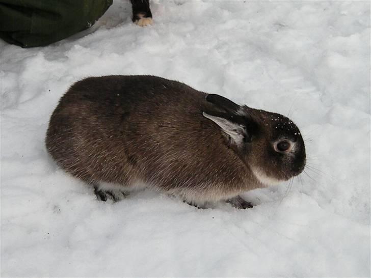 Kanin Mifi billede 9