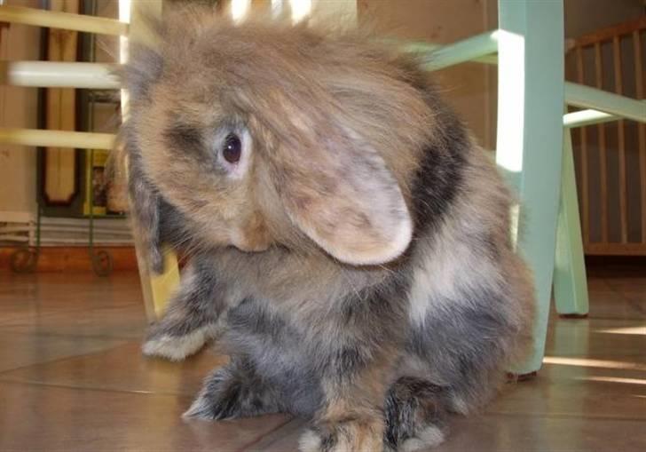 Kanin Molly / Løvevædder billede 10