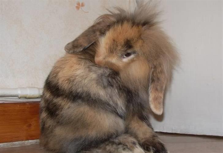 Kanin Molly / Løvevædder billede 11