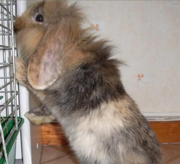 Kanin Molly / Løvevædder billede 12