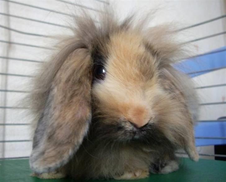 Kanin Molly / Løvevædder billede 2