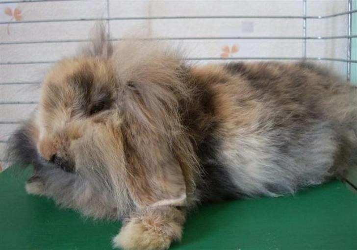 Kanin Molly / Løvevædder billede 13