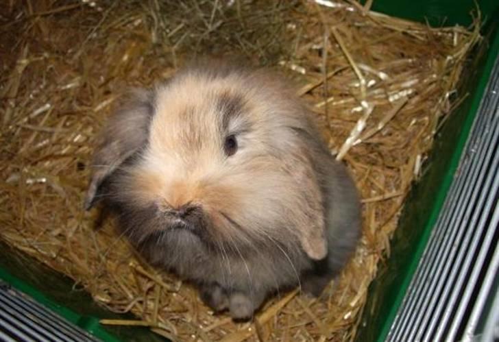 Kanin Molly / Løvevædder billede 1