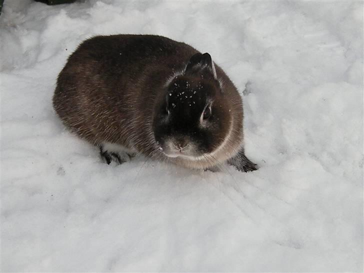 Kanin Mifi billede 10