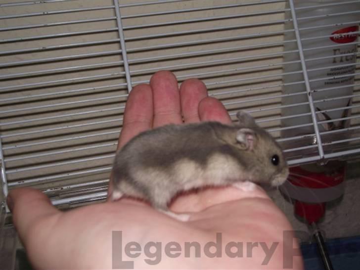 Dværghamster Grønnebæk's Nico - Gået bort - Du fucking perfekt!<3 billede 13