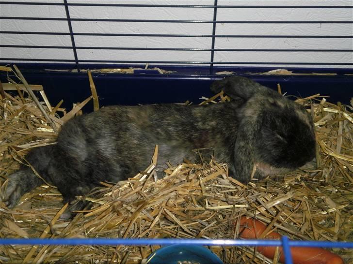 Kanin Ninus - 17) Er han ikke dejlig;) billede 17