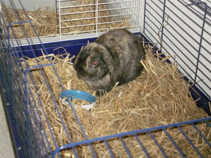 Kanin Ninus - 19) Ninus i hans nye bure<3 billede 19
