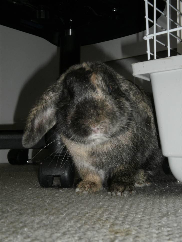 Kanin Ninus - 20) En af de sidste nye billeder:) billede 20