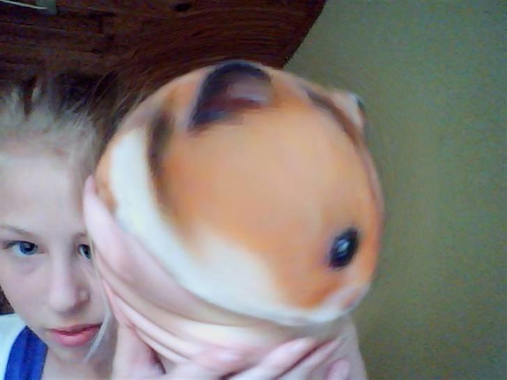 Hamster hamster billede 14