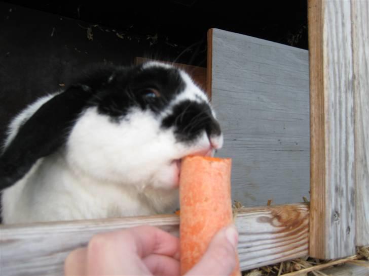 Kanin Toby Dværgkanin billede 13