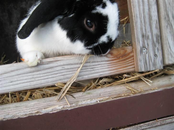 Kanin Toby Dværgkanin billede 15