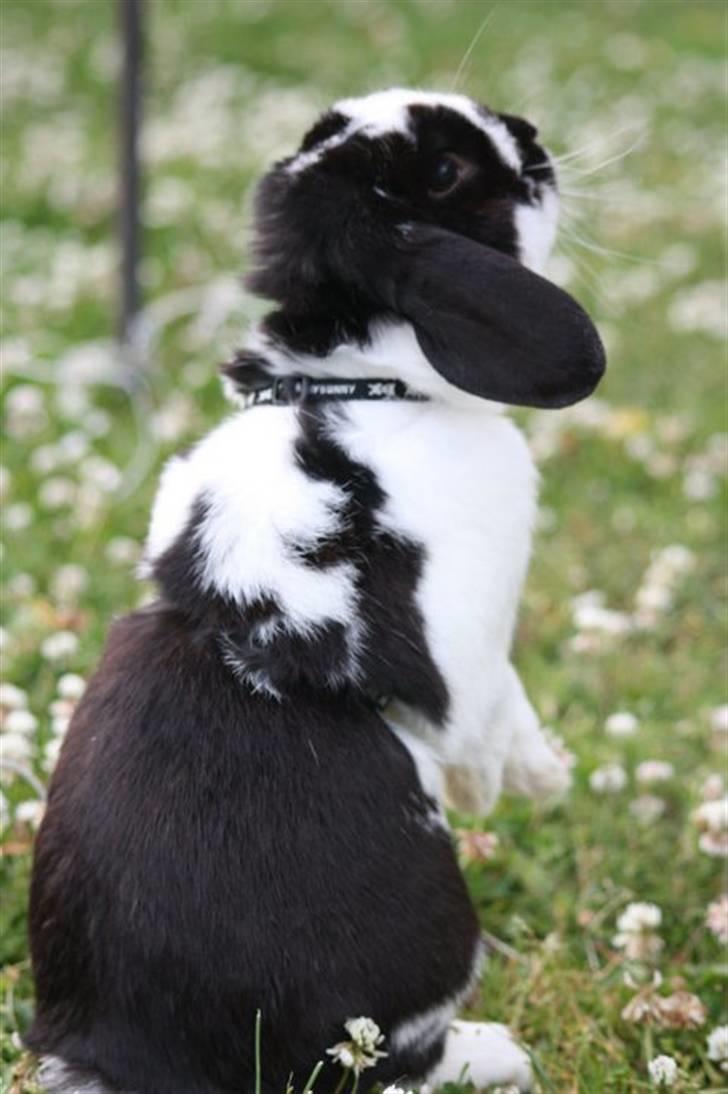 Kanin Toby Dværgkanin - et af de tricks jeg har lært ham (; at stå op<3 Foto-Mie Alstrup billede 16