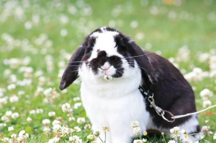 Kanin Toby Dværgkanin - Hihi Foto-Mie Alstrup billede 17