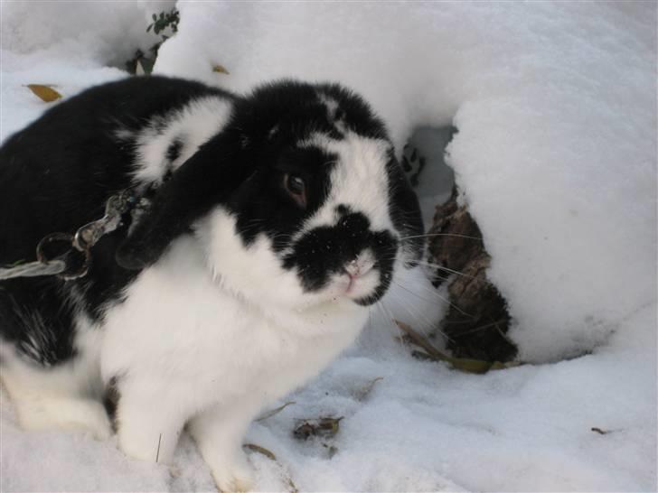 Kanin Toby Dværgkanin billede 18