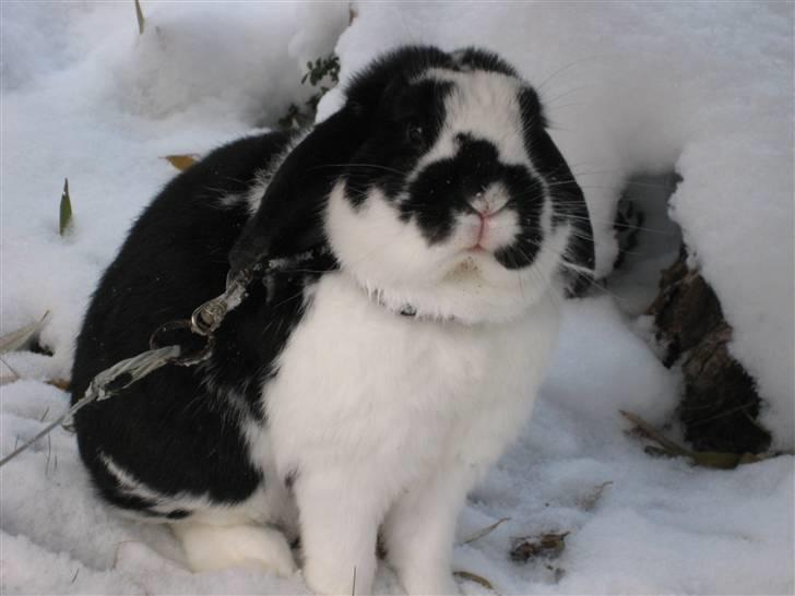 Kanin Toby Dværgkanin billede 19