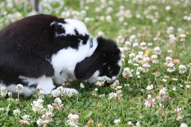 Kanin Toby Dværgkanin - Foto-Mie Alstrup billede 20