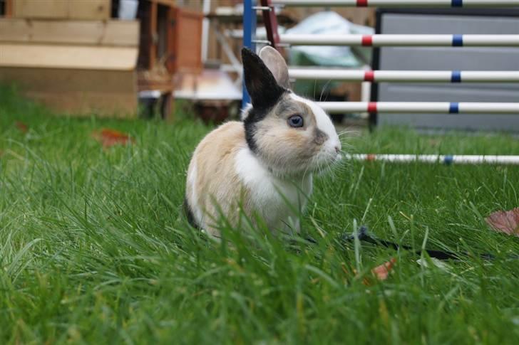 Kanin Dexter billede 14