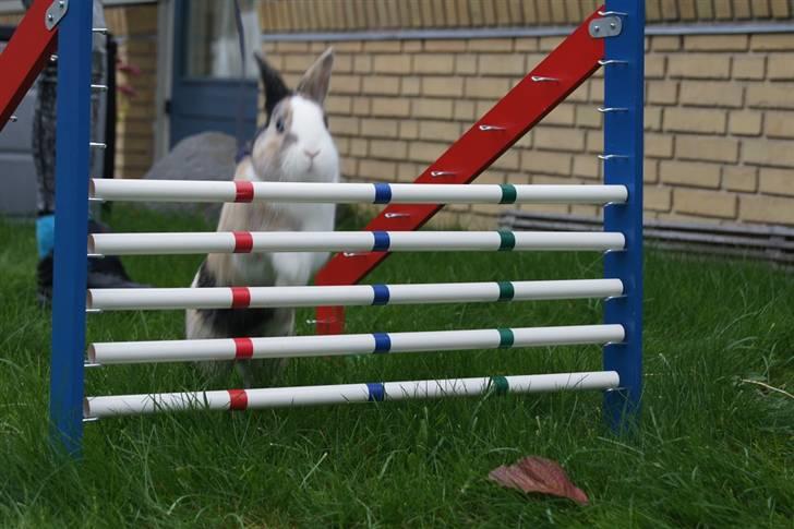 Kanin Dexter billede 15