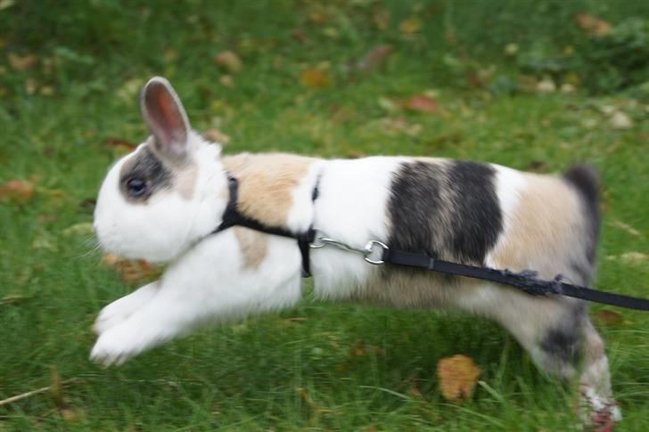 Kanin Dexter billede 16