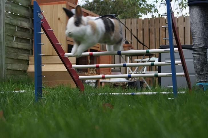 Kanin Dexter billede 17