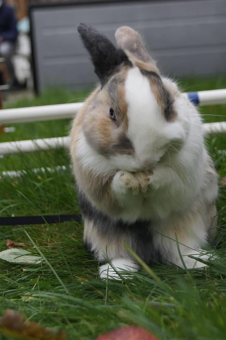 Kanin Dexter billede 18