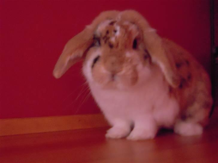 Kanin Nuser ( den Nye spring kanin ) billede 11