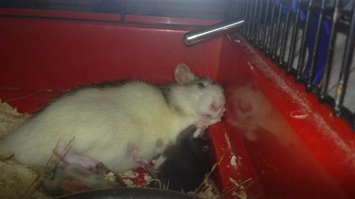 Tamrotte Marcella <3 - Tar lige en slapper med babyerne <3 billede 20