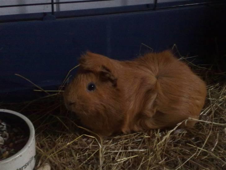 Marsvin Anton Berg !! billede 7