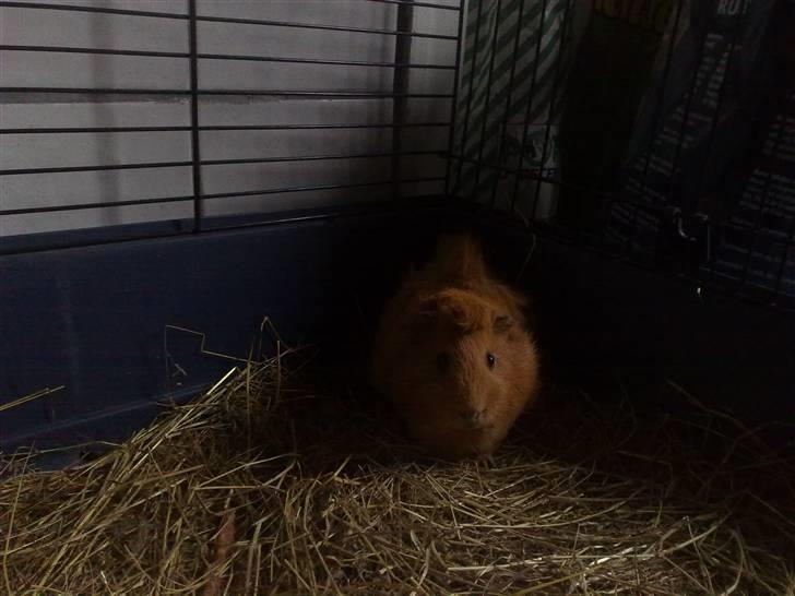 Marsvin Anton Berg !! billede 8