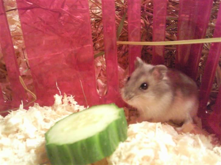 Dværghamster Ingolf the jumper - Hej og velkommen til Ingolf´s profil ;D Læg gerne en lille kommentar og bedømmelse ;D Billedetekst: Ja, ikke større end en skive agurk ;D <3 billede 1