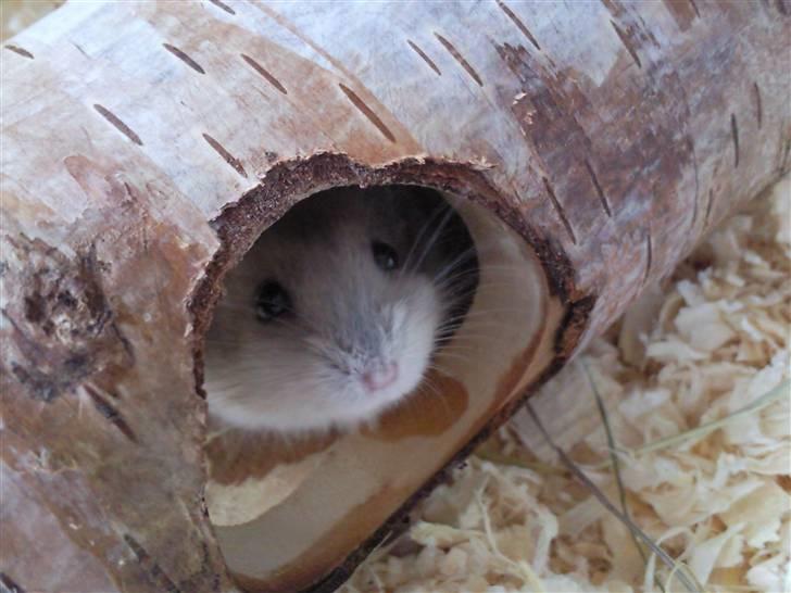 Dværghamster Ingolf the jumper - Kuk kuk lille Ingolf :) billede 2