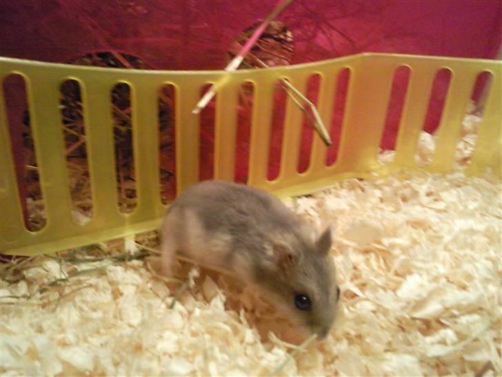 Dværghamster Ingolf the jumper billede 3