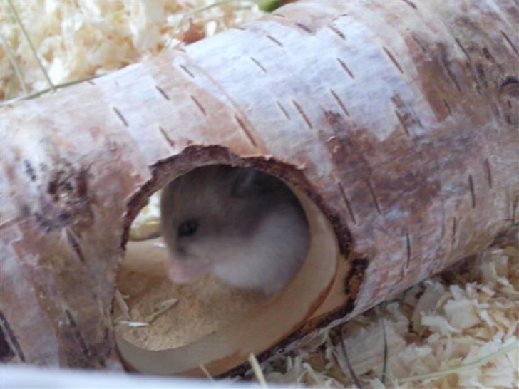 Dværghamster Ingolf the jumper billede 4