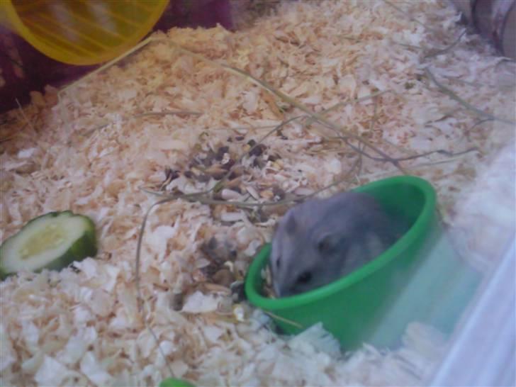 Dværghamster Ingolf the jumper billede 5