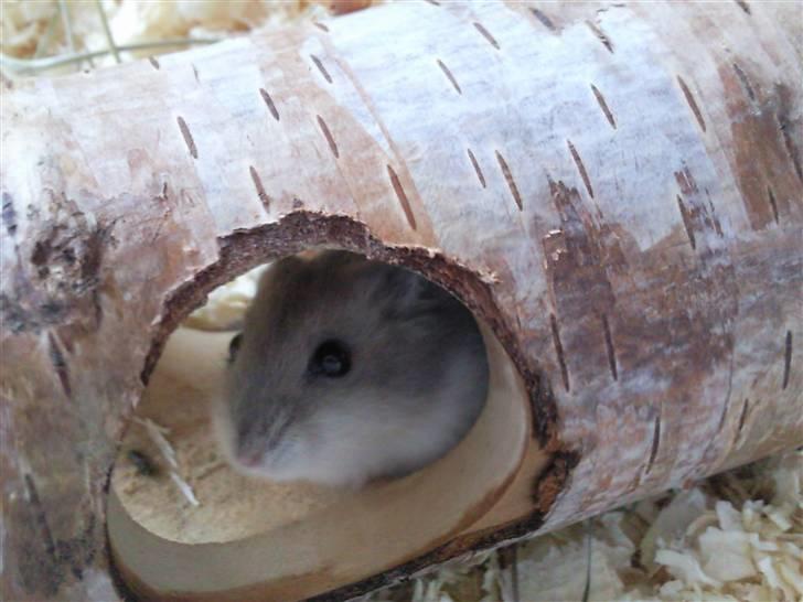 Dværghamster Ingolf the jumper billede 6