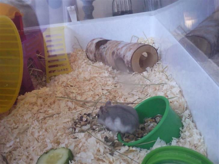 Dværghamster Ingolf the jumper billede 7