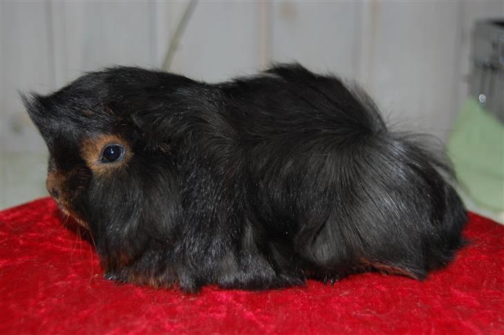 Marsvin Melody billede 1