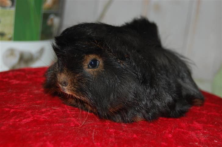 Marsvin Melody billede 2