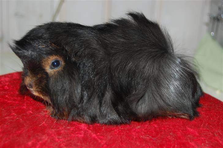 Marsvin Melody billede 3