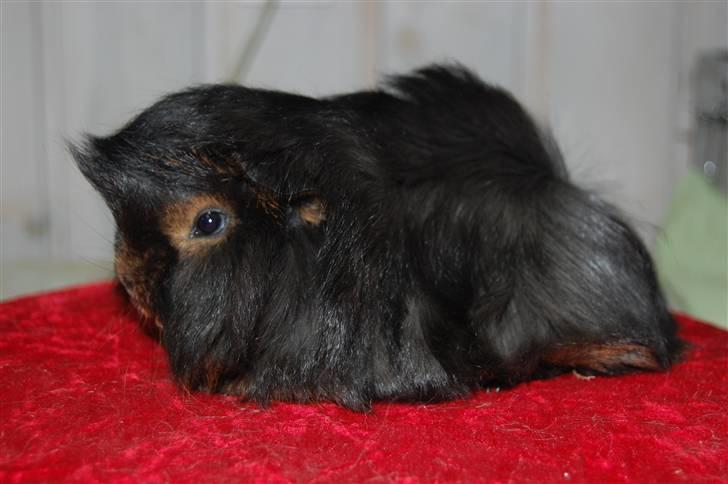 Marsvin Melody billede 4