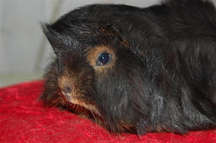 Marsvin Melody billede 5