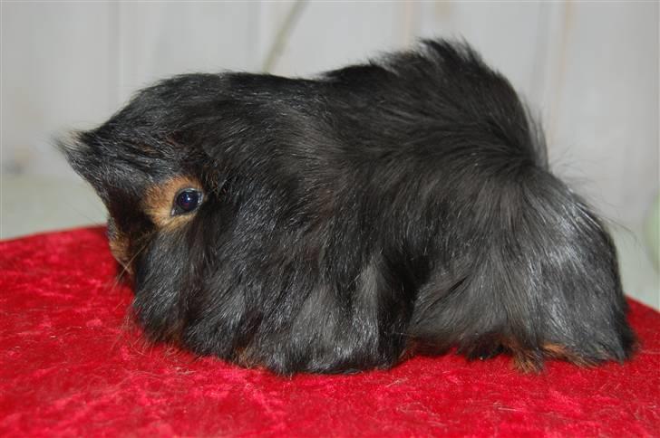 Marsvin Melody billede 6